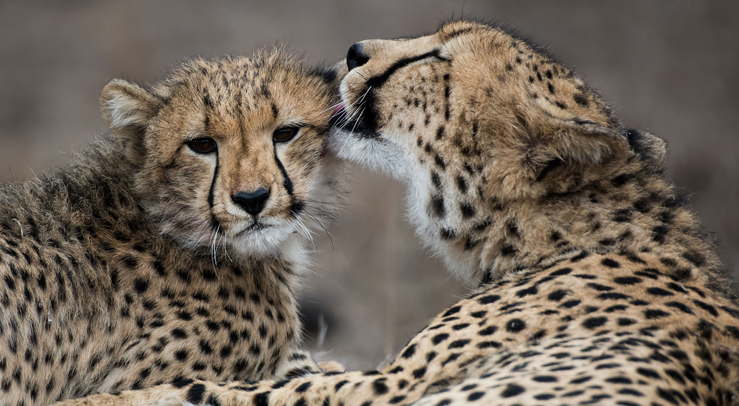 Cheetahs