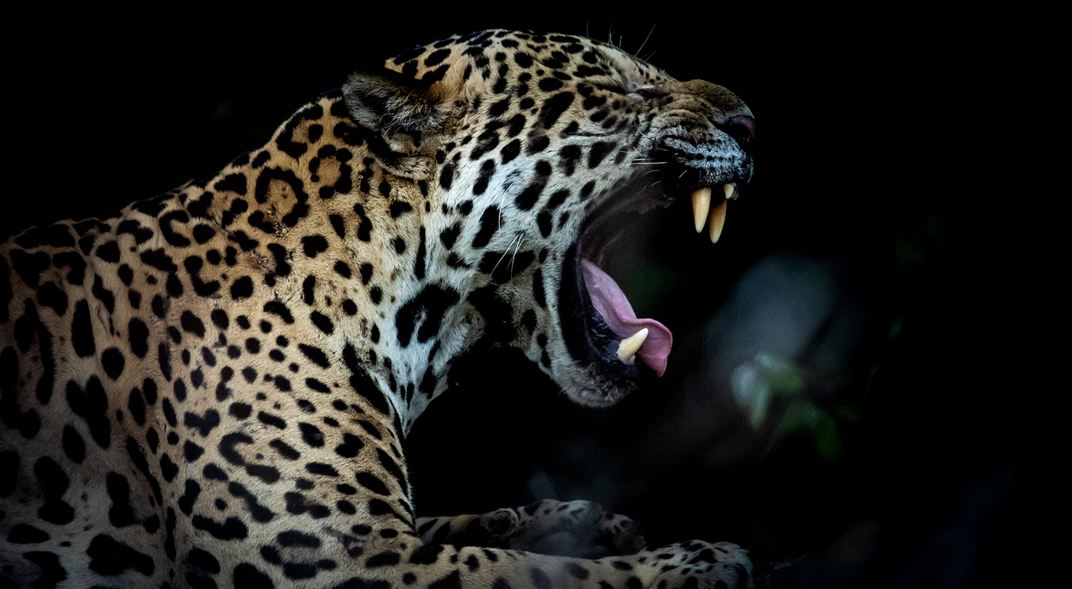 Jaguar