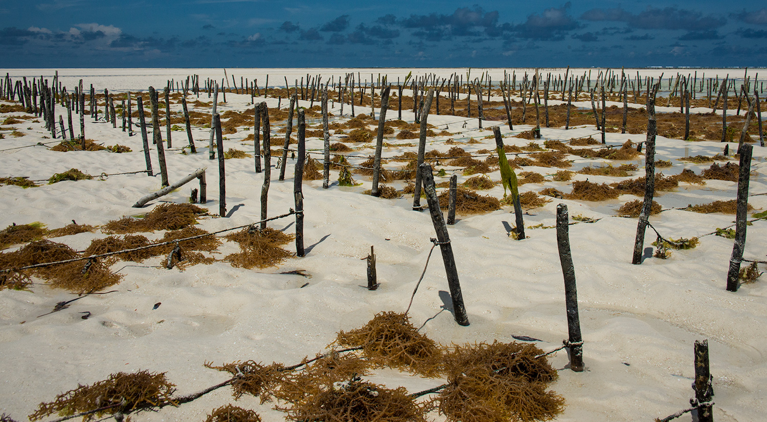Seaweed farms