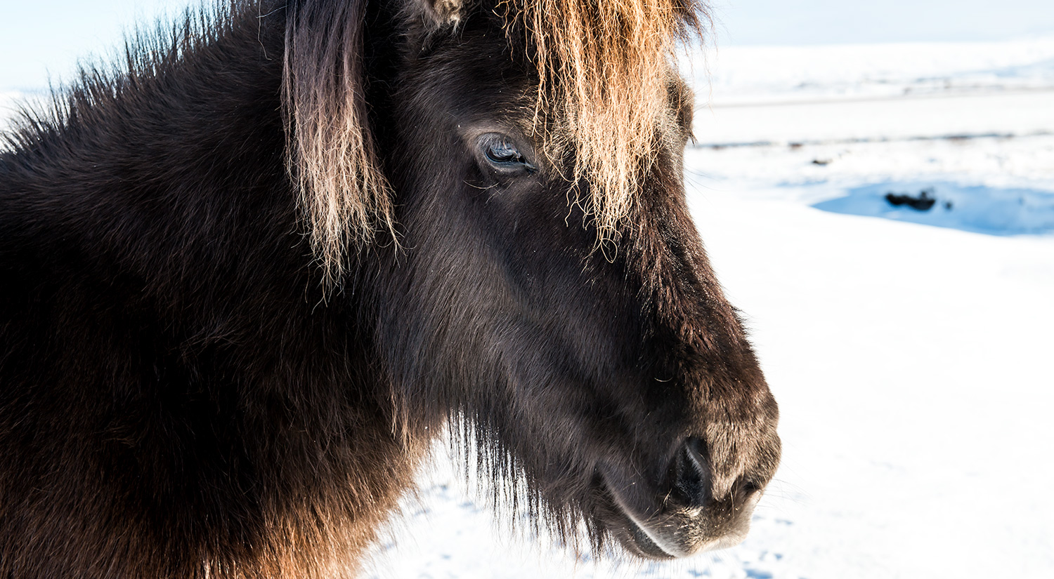 Icelandic horse