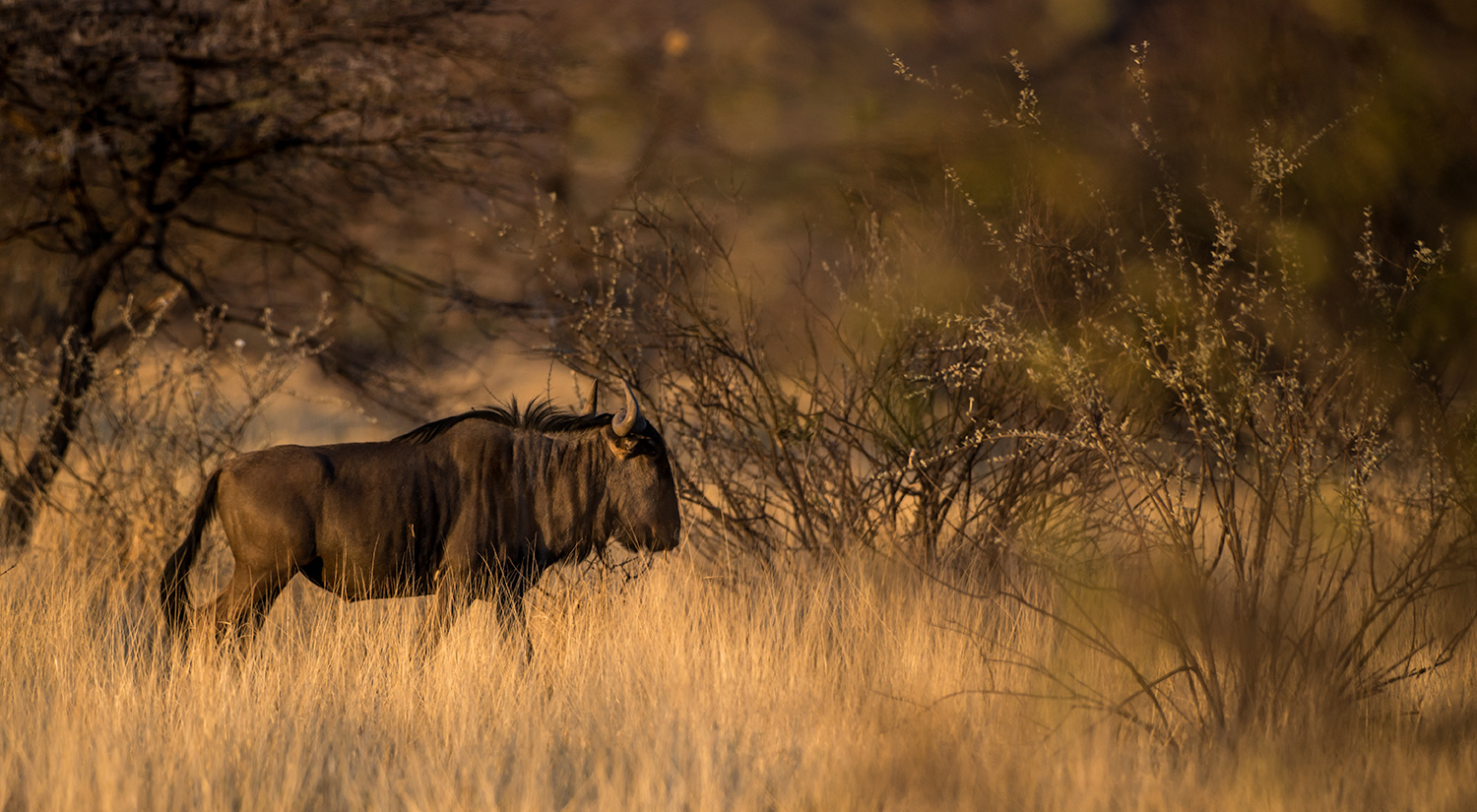 Wildebeest, Erindi, Namibia