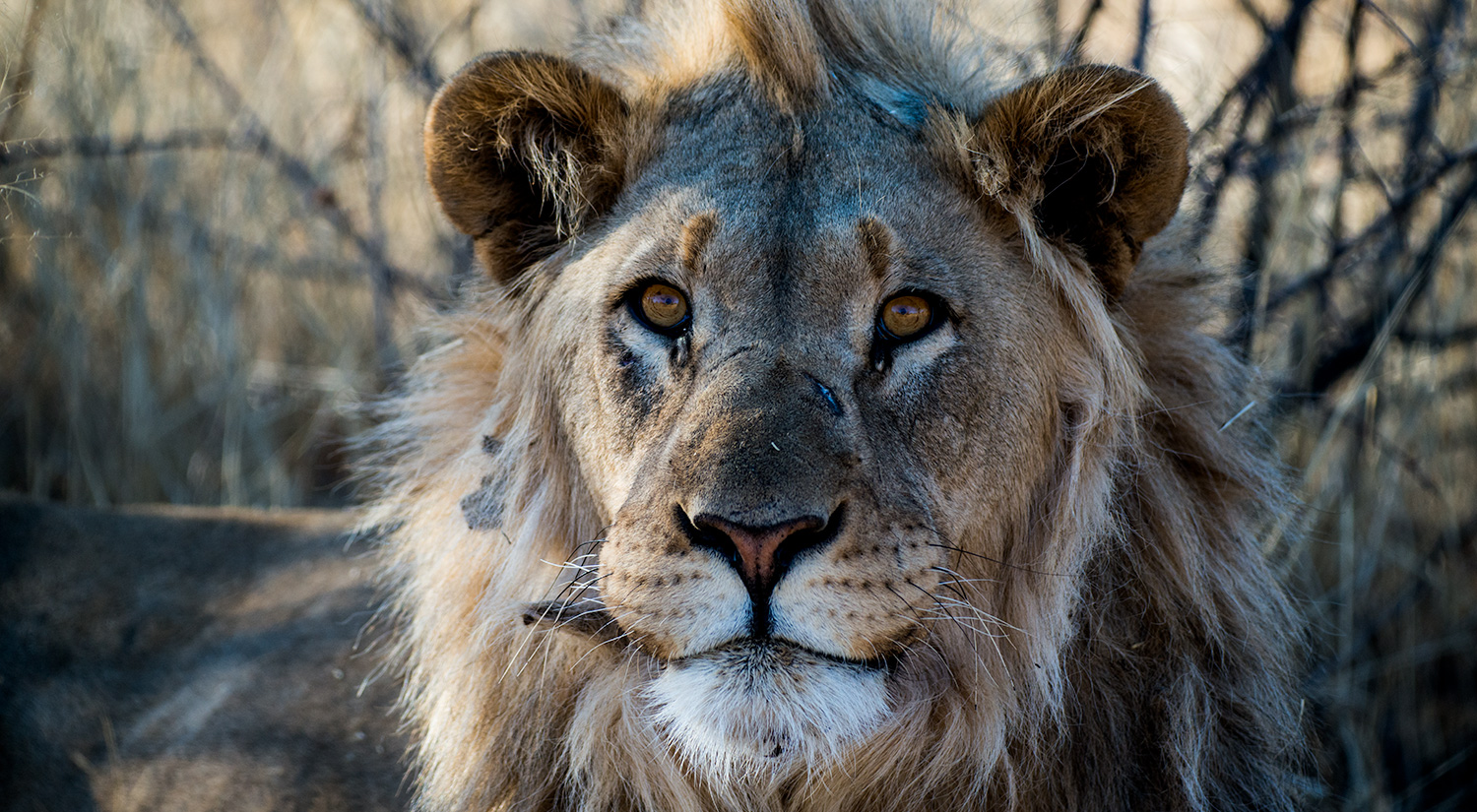 Lion, Erindi, Namibia