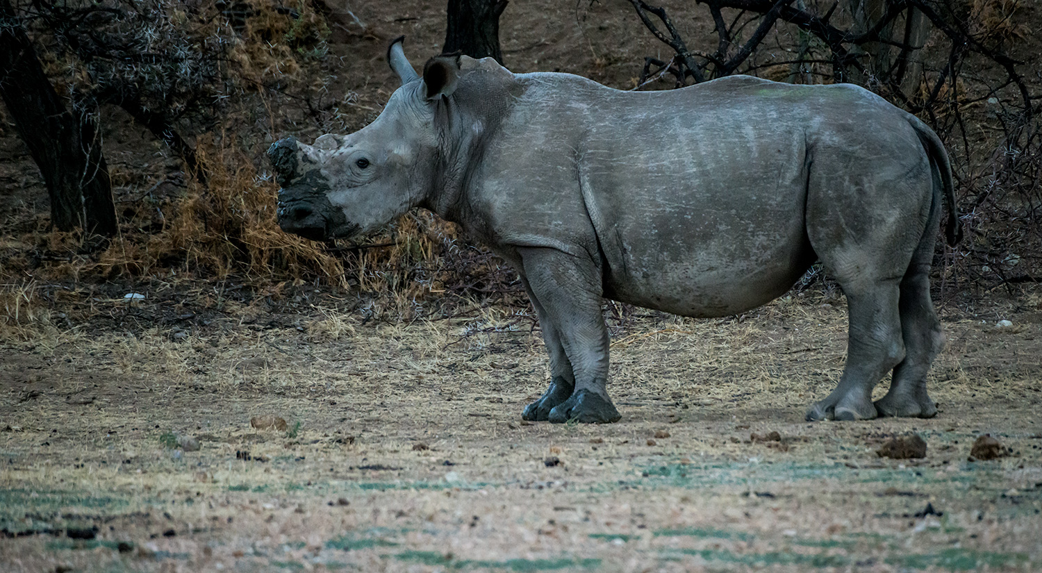 White rhino, Erindi, Namibia