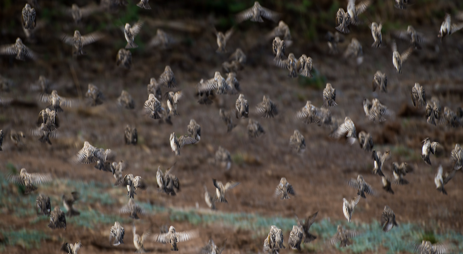 Sociable weavers, Erindi, Namibia