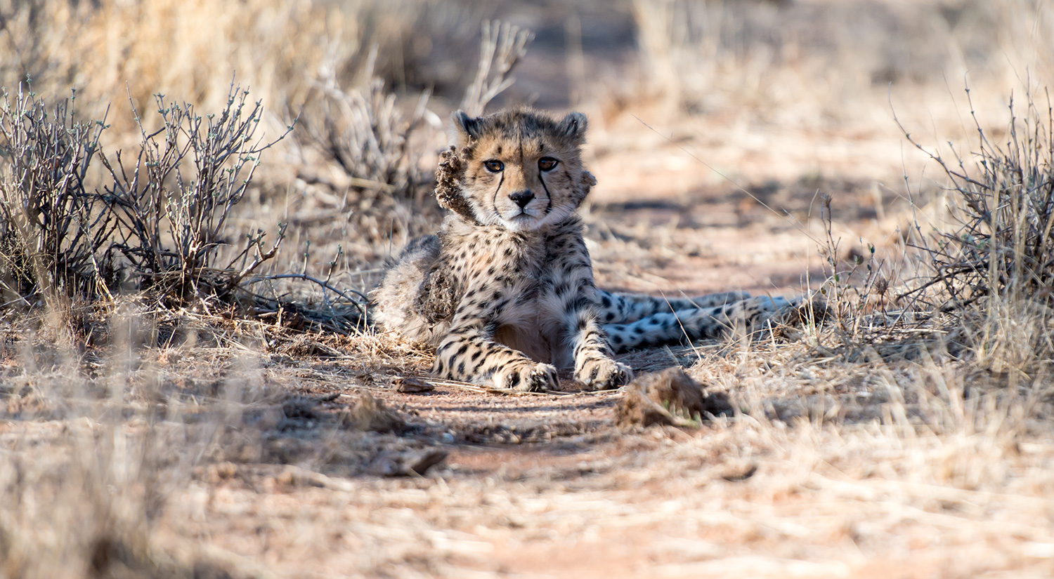 Cheetah cub, Erindi, Namibia