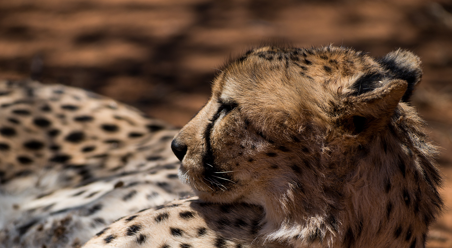 Cheetah, Erindi, Namibia