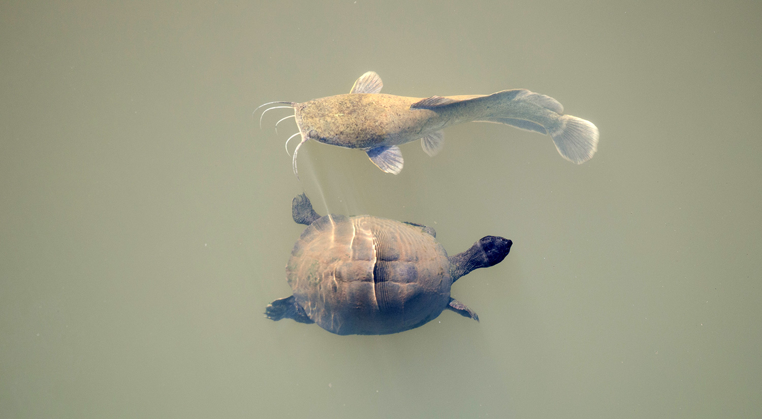 The catfish and the terapin, Kruger Park, South Africa