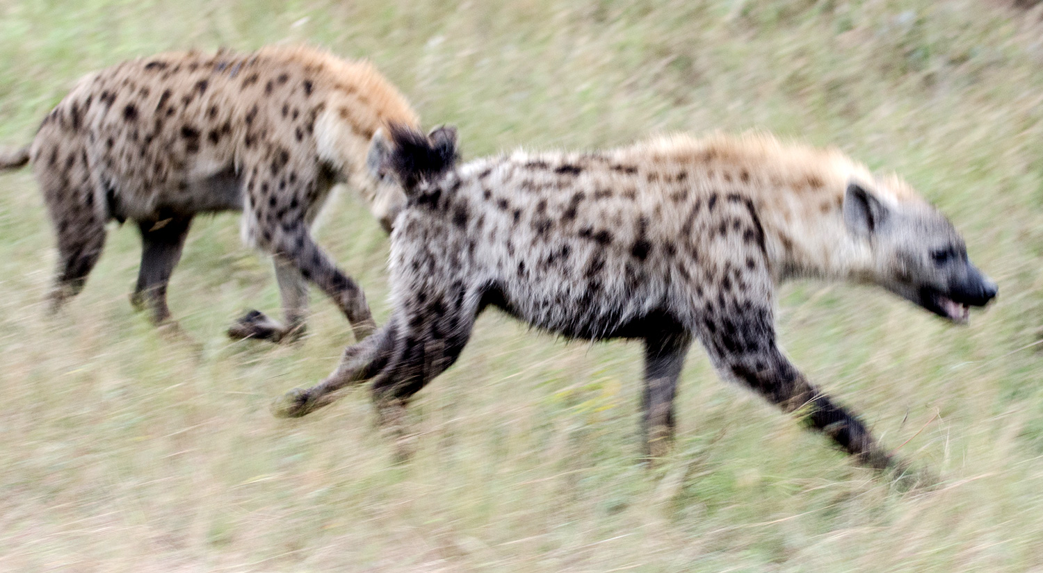 Hyenas, Kruger Park, South Africa