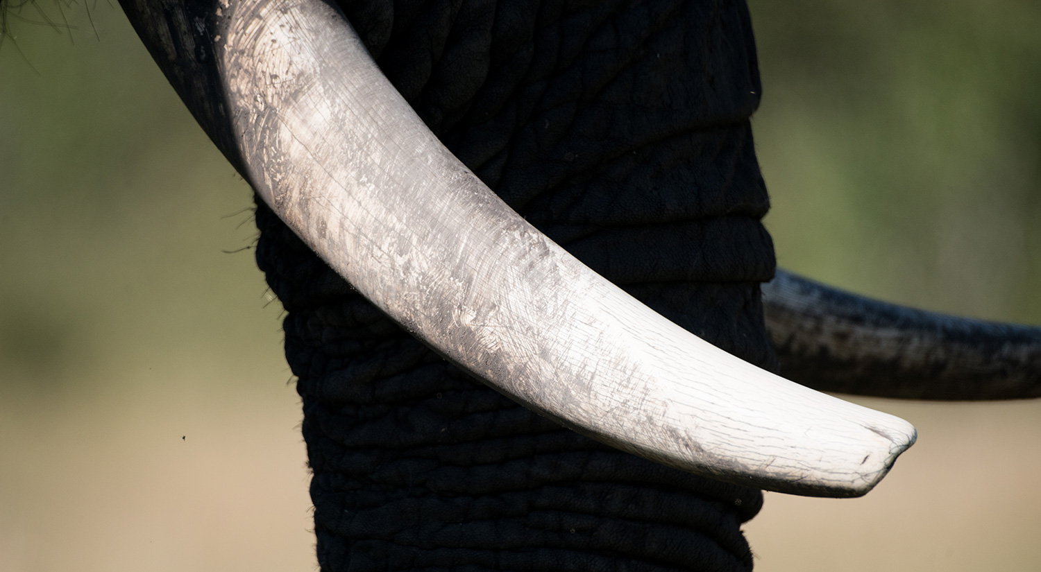 Elephant, Kruger Park, South Africa