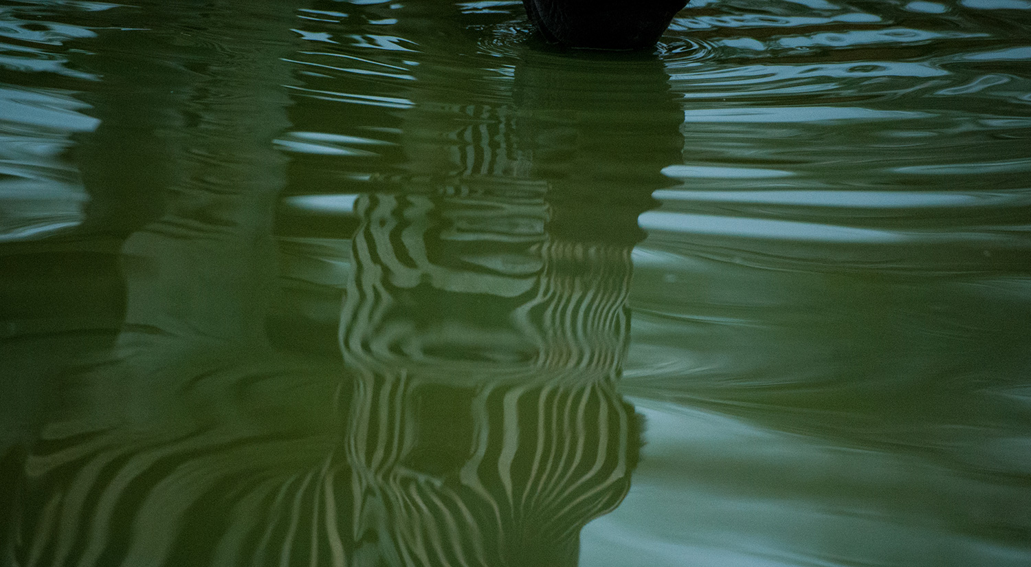 Zebra reflected, Kruger Park, South Africa