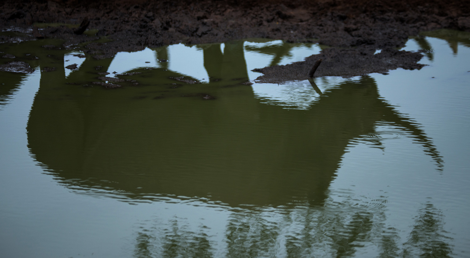 Rhino reflection, Kruger Park, South Africa