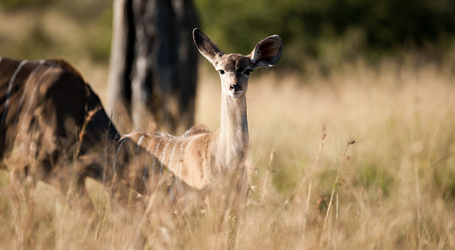 Kudu, Kruger Park, South Africa