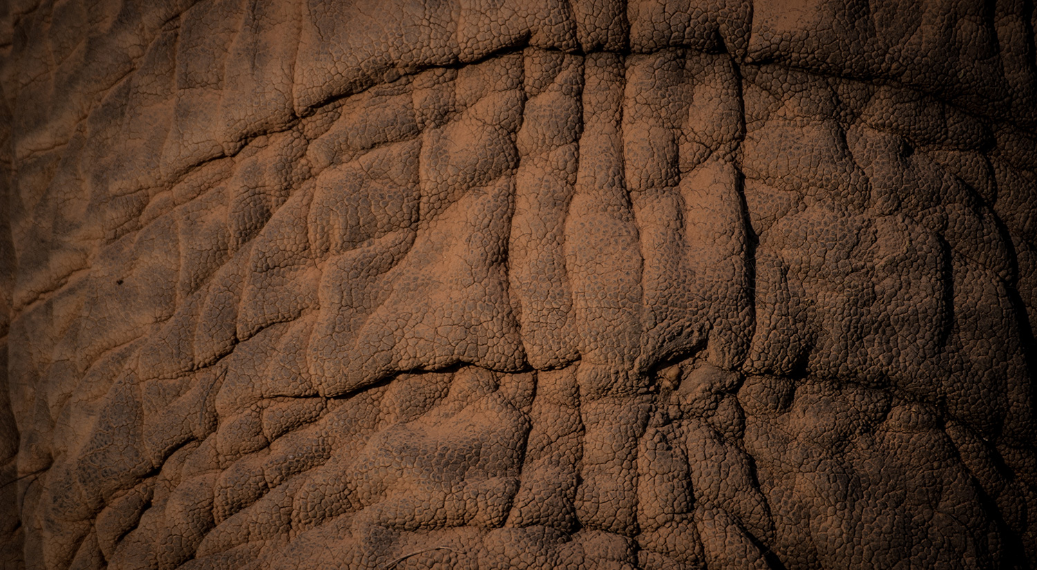 Elephant trunk, Kruger Park, South Africa