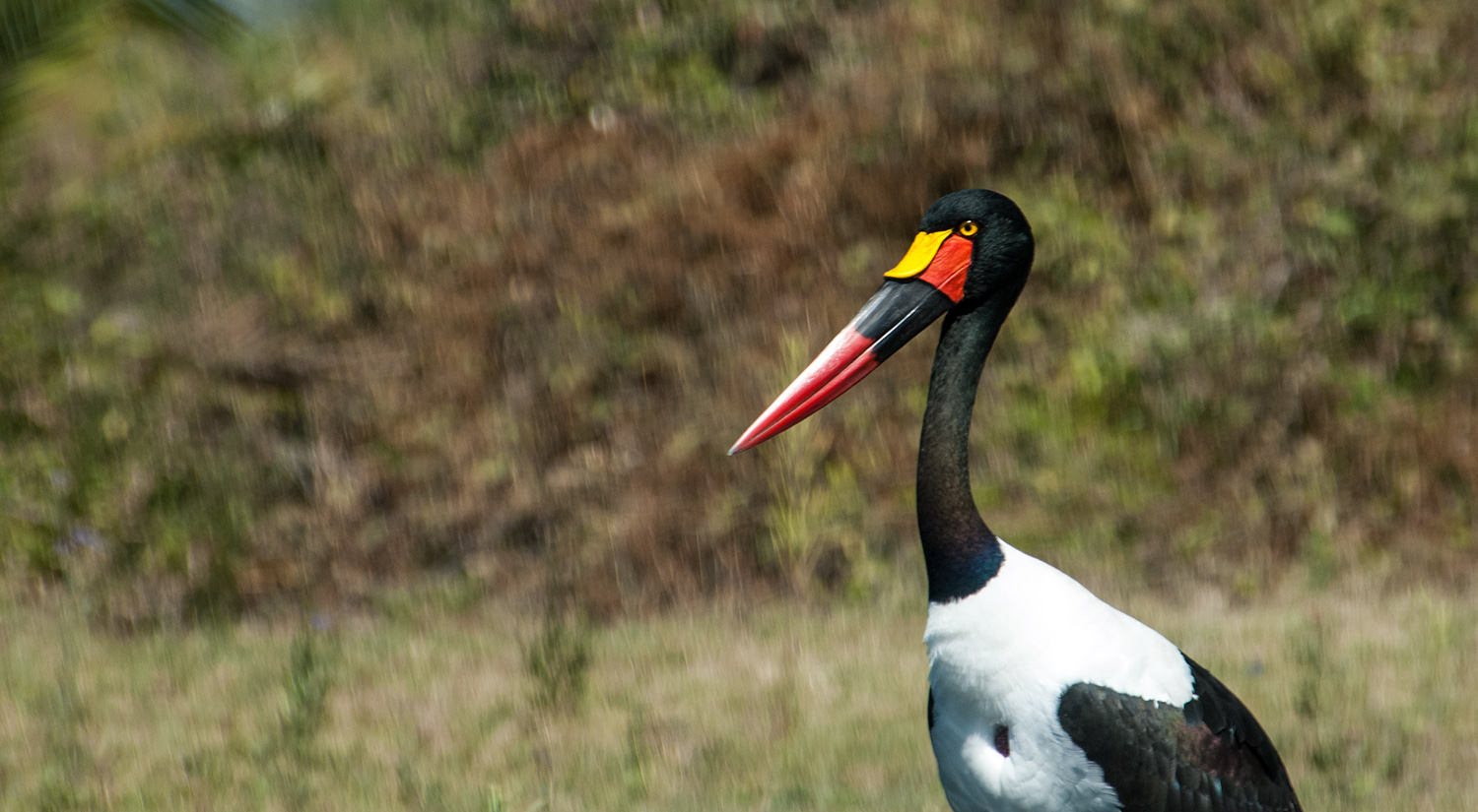 Saddle-billed Stork, Okavanga Delta, Botswana