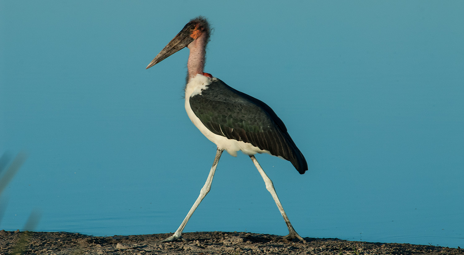 Marabou Stork, Okavanga Delta, Botswana