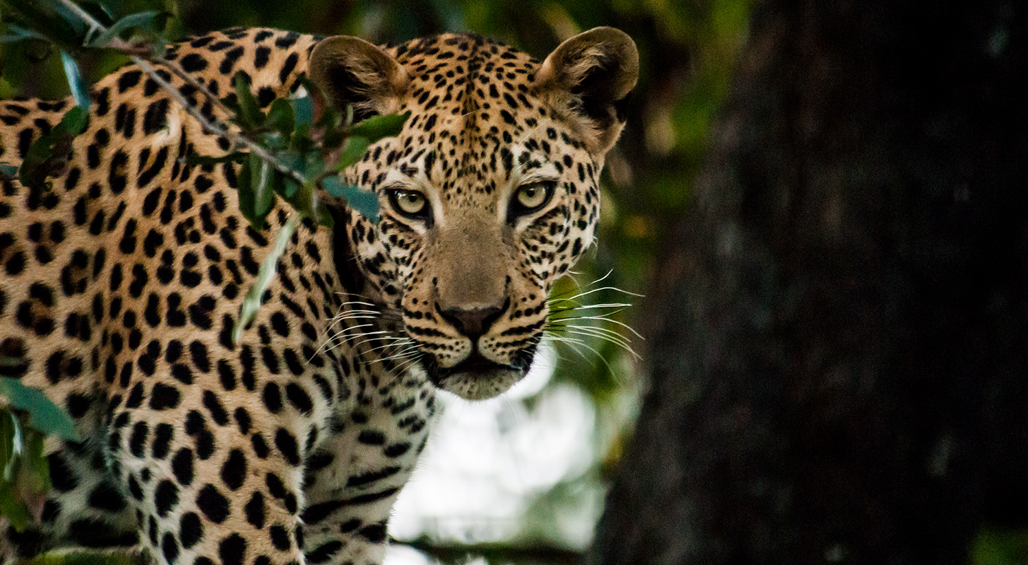Leopard, Okavanga Delta, Botswana