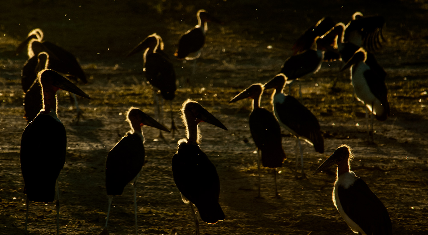 Marabou Storks, Okavanga Delta, Botswana