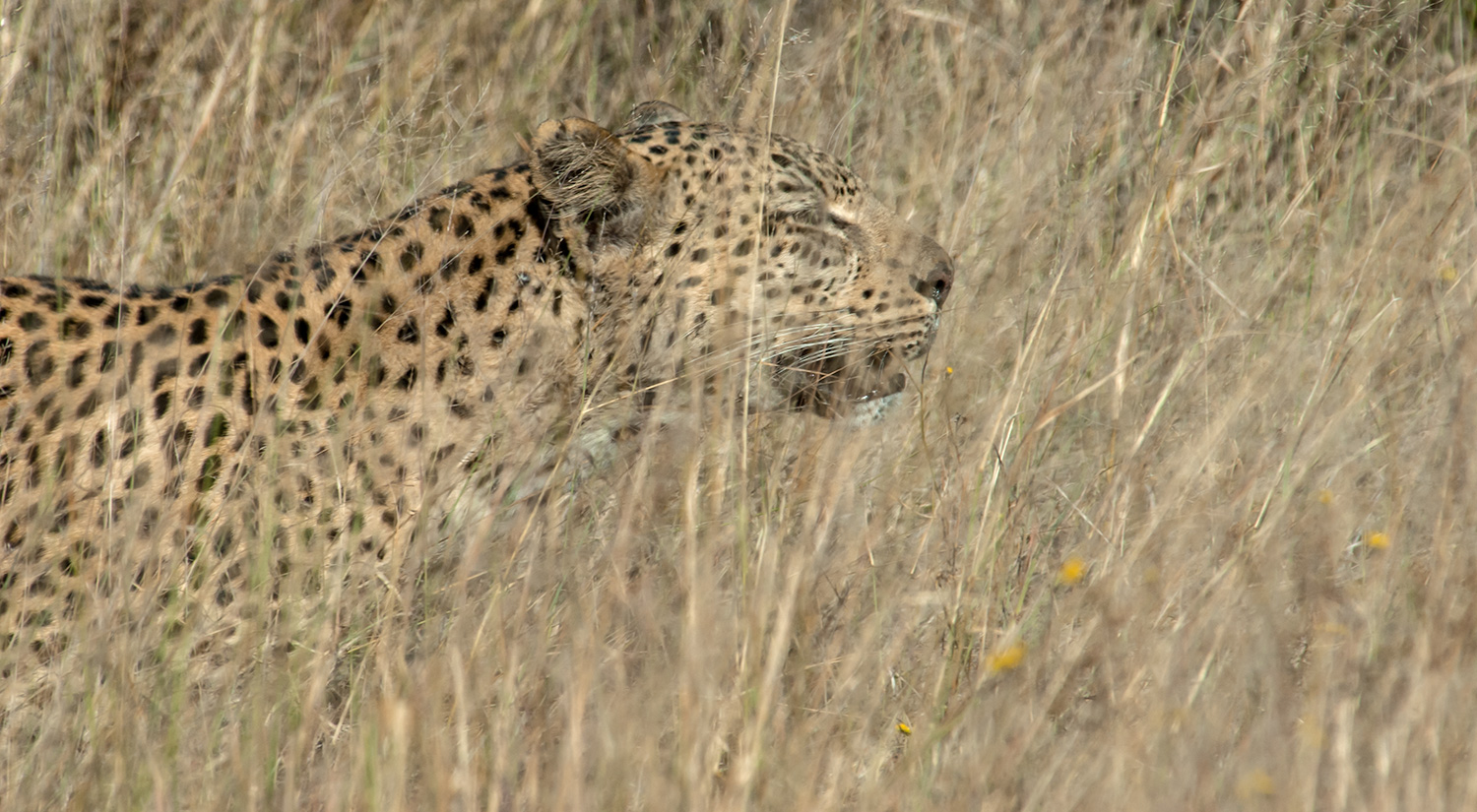 Leopard, Okavanga Delta, Botswana