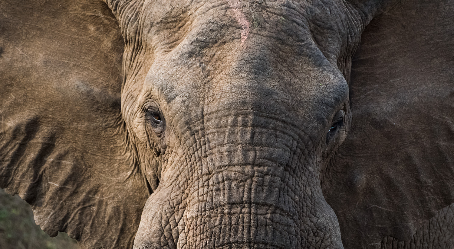 Elephant, Phinda, South Africa