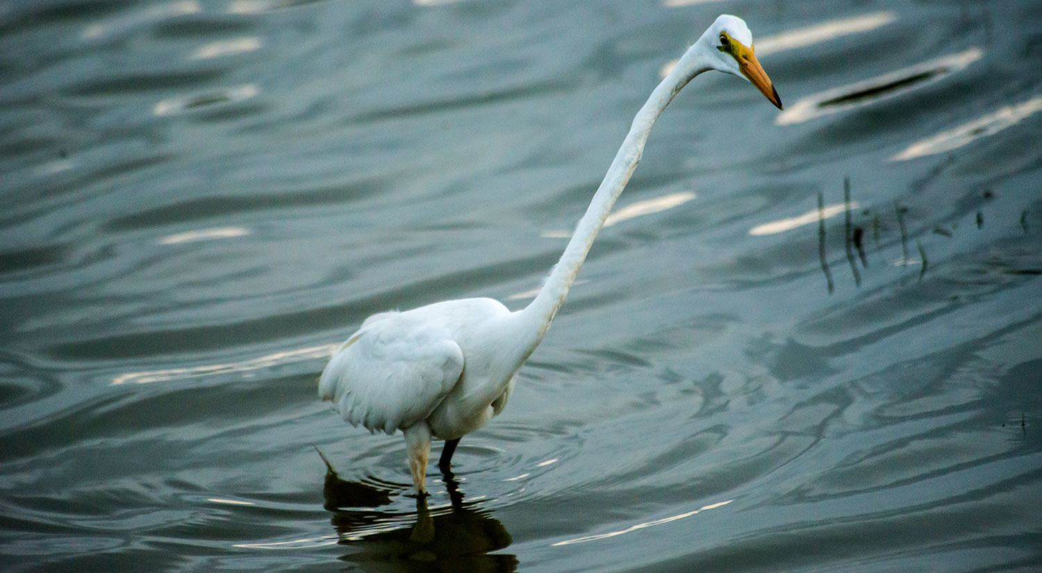 Eastern great egret, Yala National Park, Sri Lanka, 2015