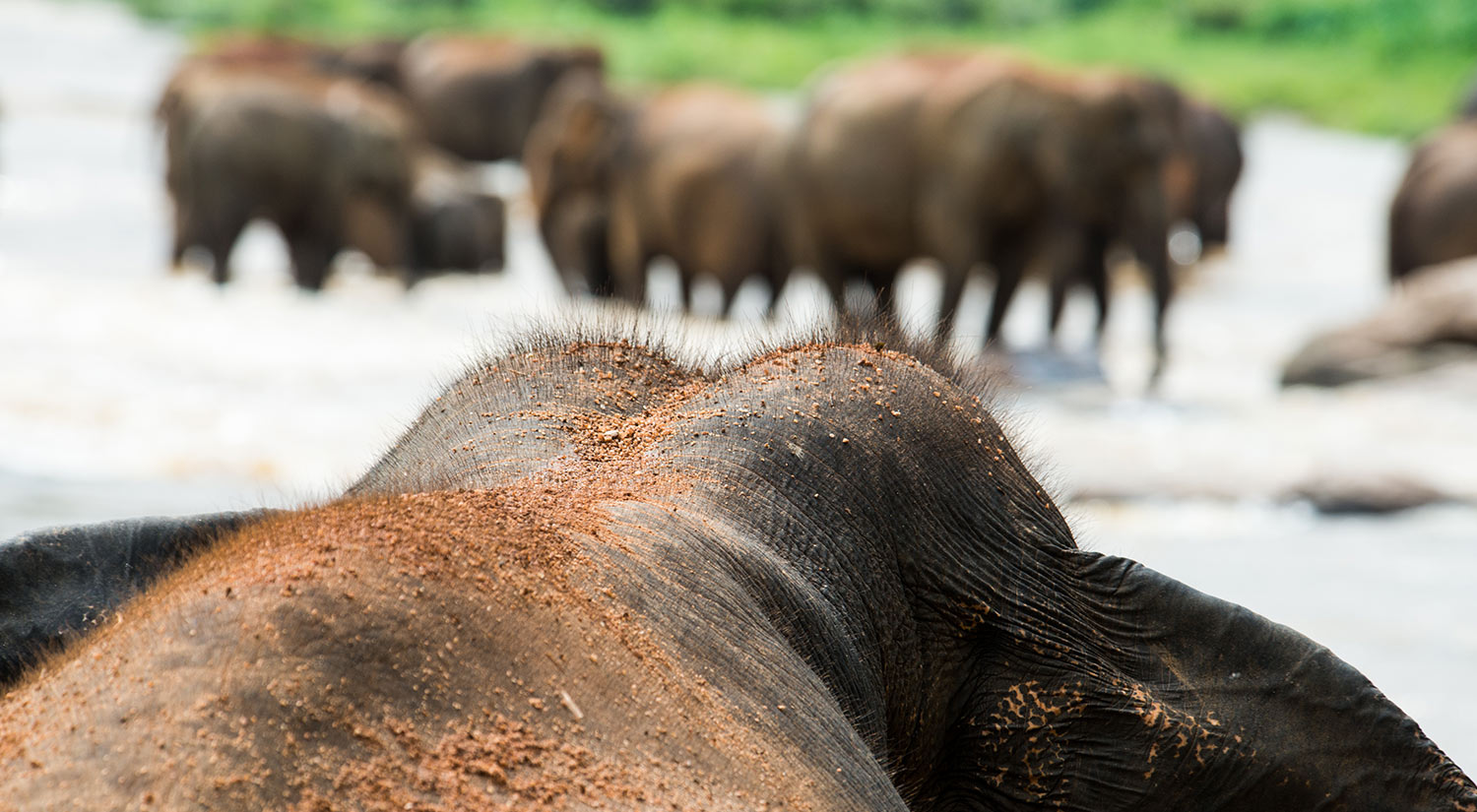 Elephants, Yala National Park, Sri Lanka, 2015
