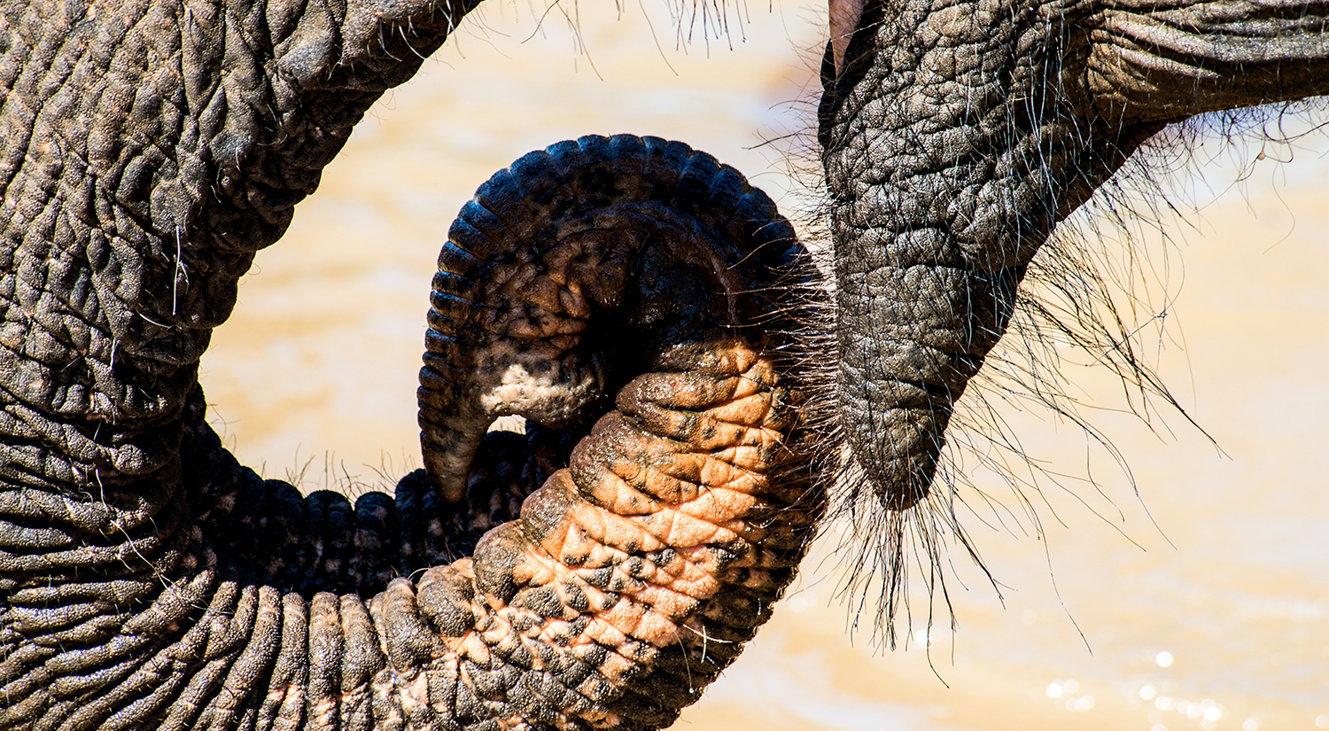 Elephant, Yala National Park, Sri Lanka, 2015