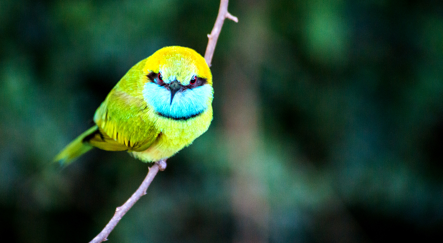 Bee-eater, Yala National Park, Sri Lanka, 2015